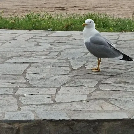 Siesta House Appartement *